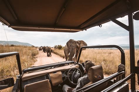 The best virtual safaris in Africa... to enjoy at home